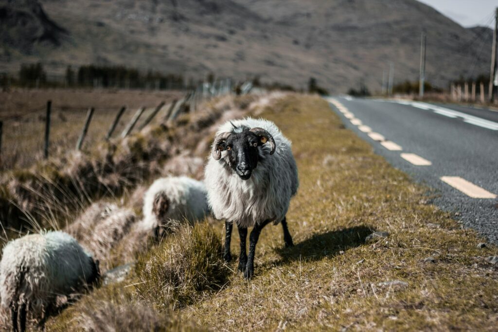 shift-tilt lens photography of sheep