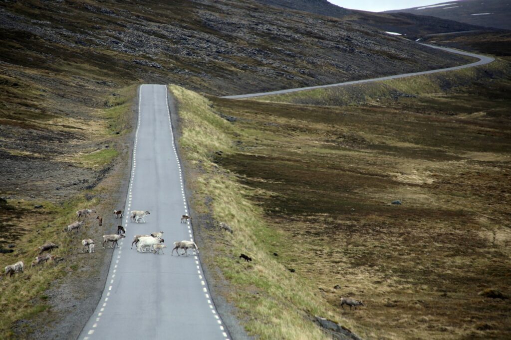 Gray concrete road between green grass field during daytime.