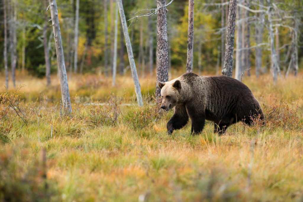 Black bear near trees.