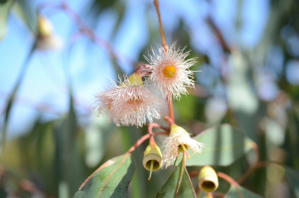 Beautiful, fuzzy eucalyptus flowers bloom in the sunlight.