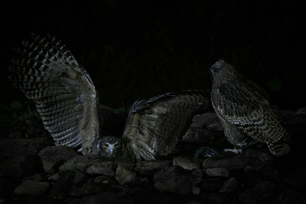 A couple of owls sitting on top of a pile of rocks