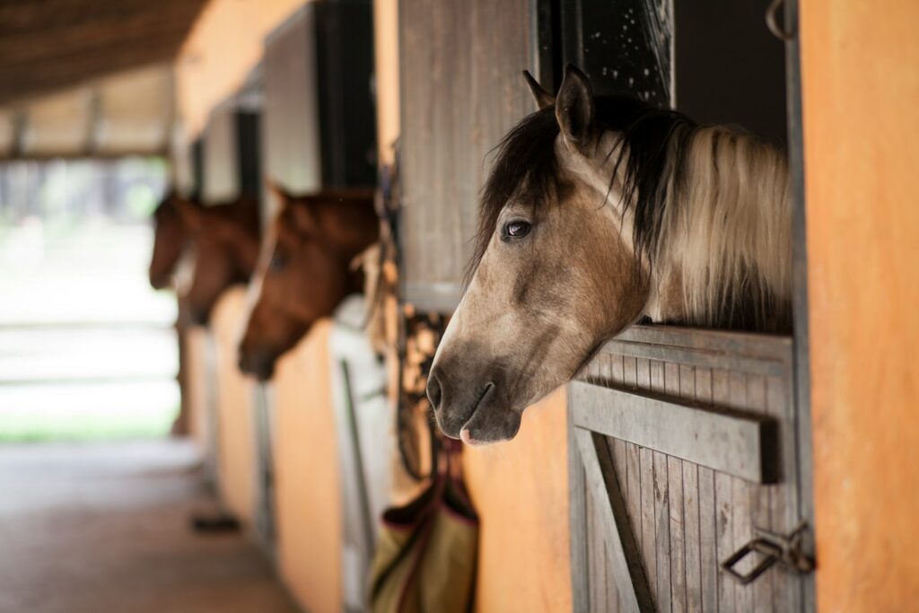 Brown horse in a wooden cage.