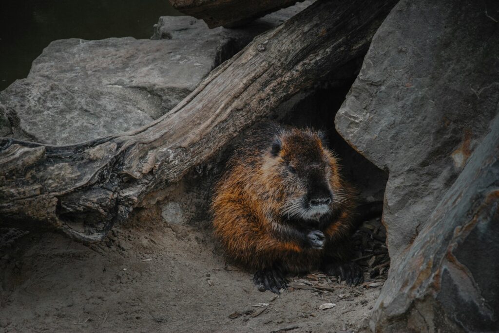 A beaver sits in a rocky den.