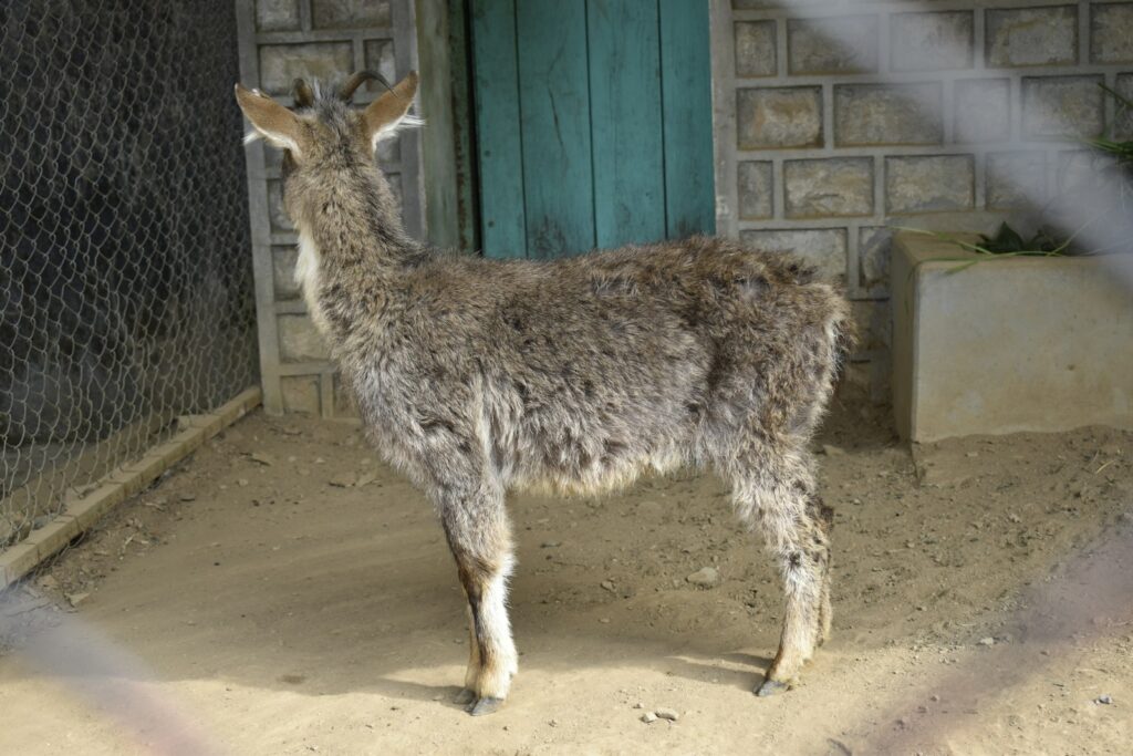 a small goat standing in front of a door