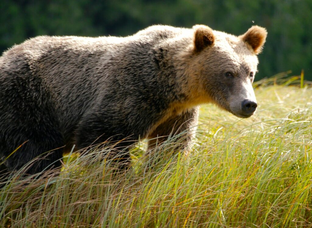 Gray bear on grass field during daytine .