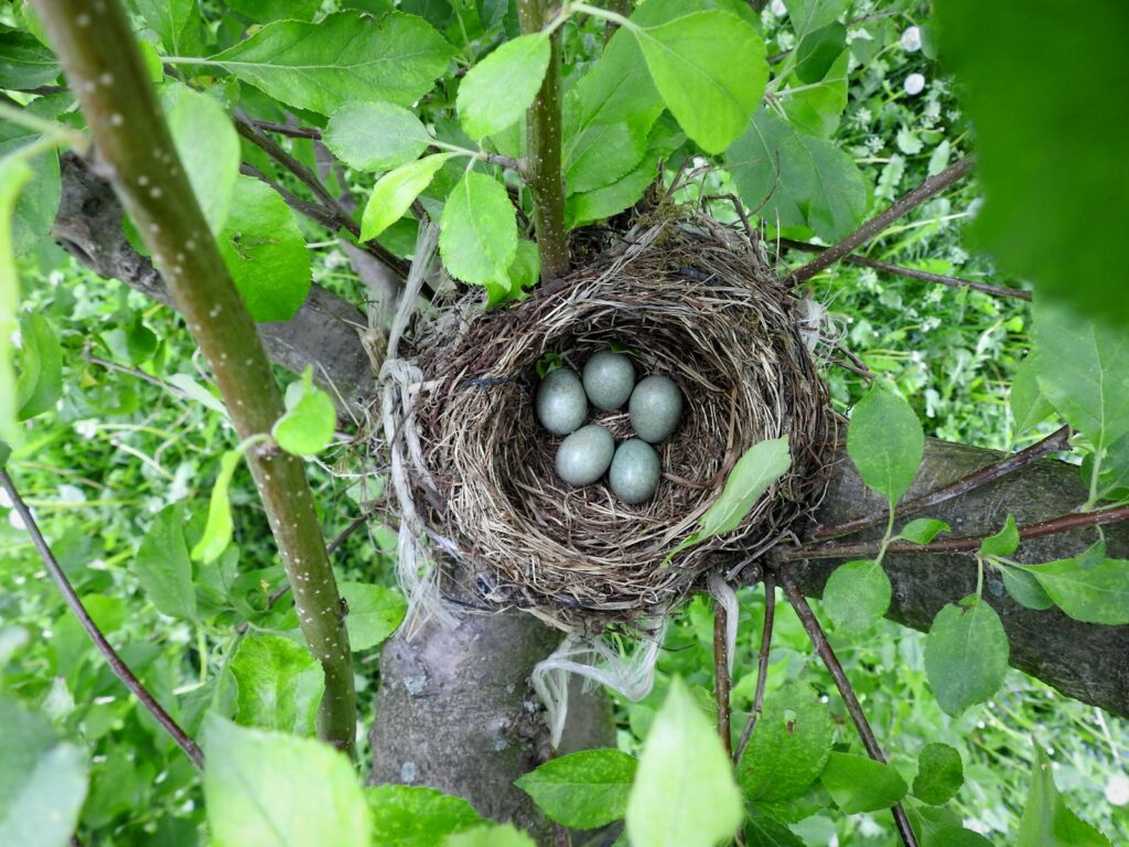 A bird's nest in a tree with four eggs.