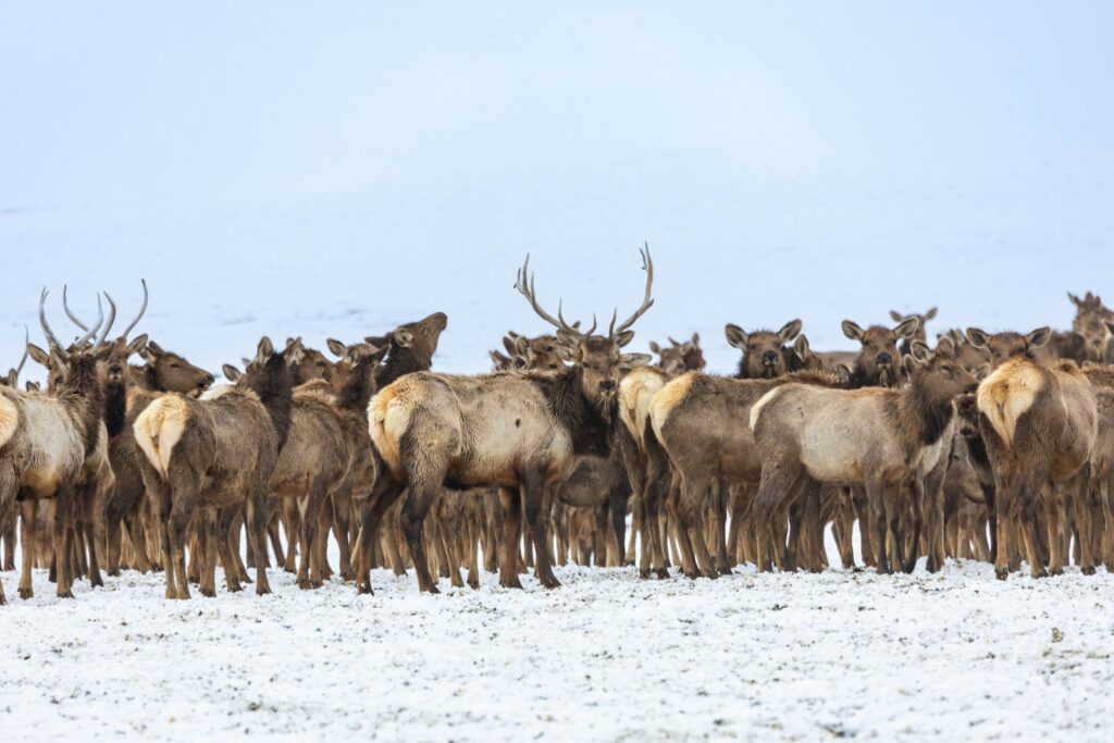 a herd of elk standing on top of a snow covered field
