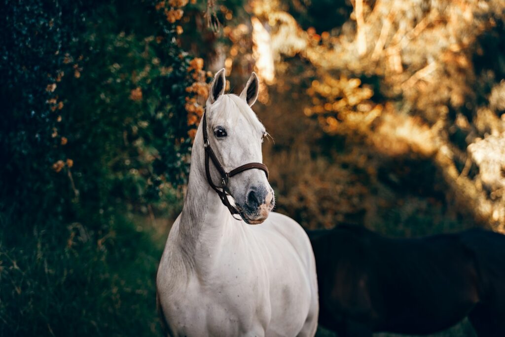 White horse standing near plant.