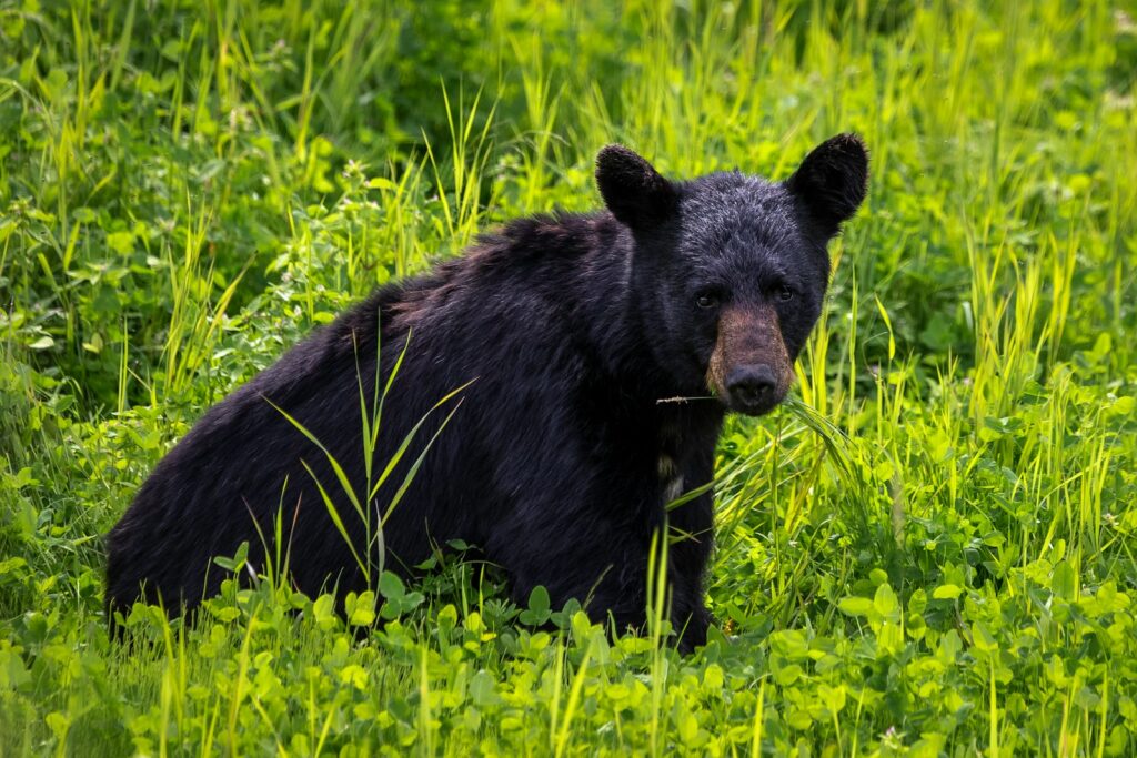 Black bear on green grass during daytime.