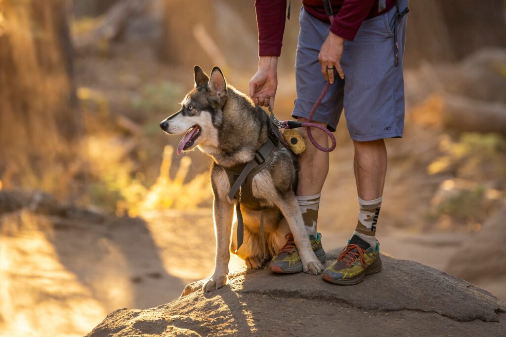 man in blue denim shorts and blue shirt walking with siberian husky on road during daytime