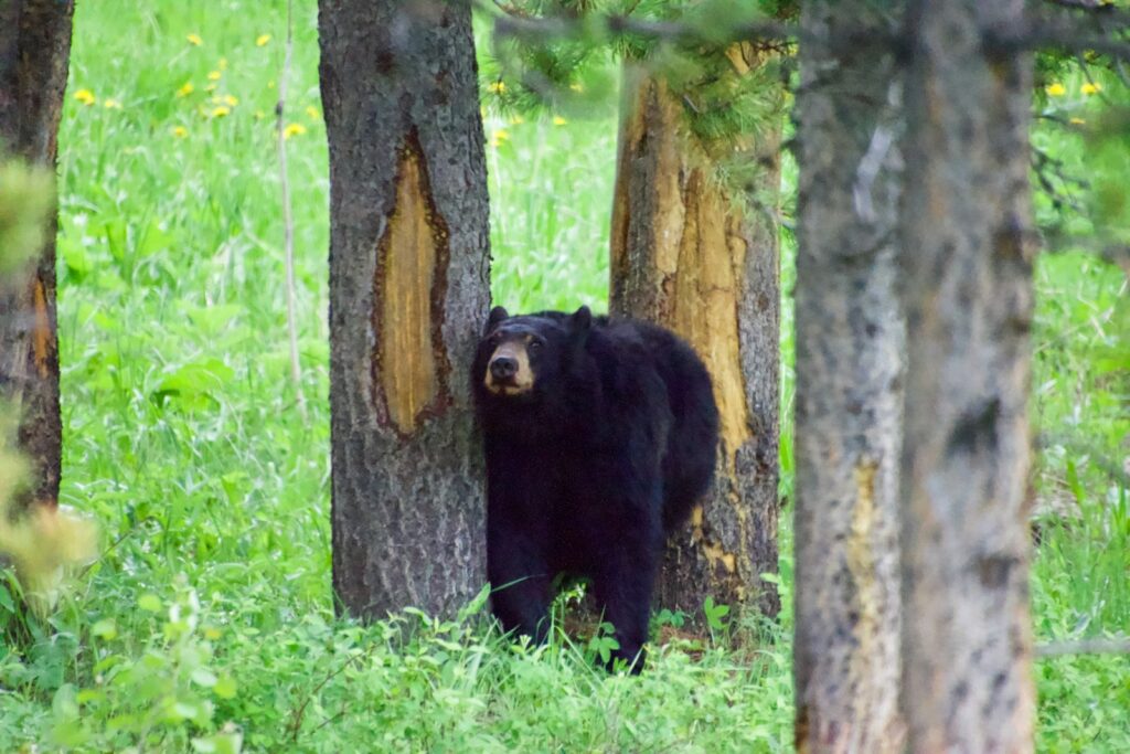 Black bear on green grass field.