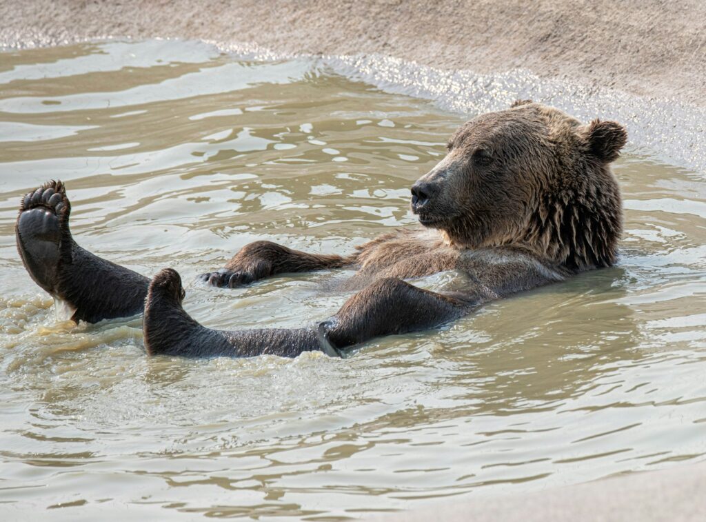 Brown bear on water during daytime.