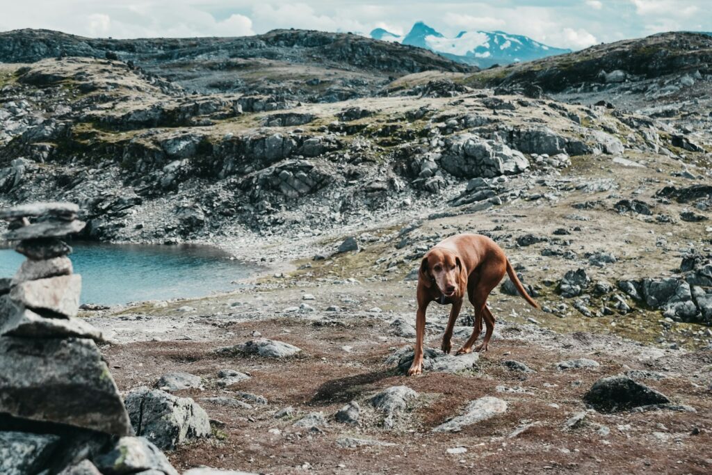 short-coated brown dog