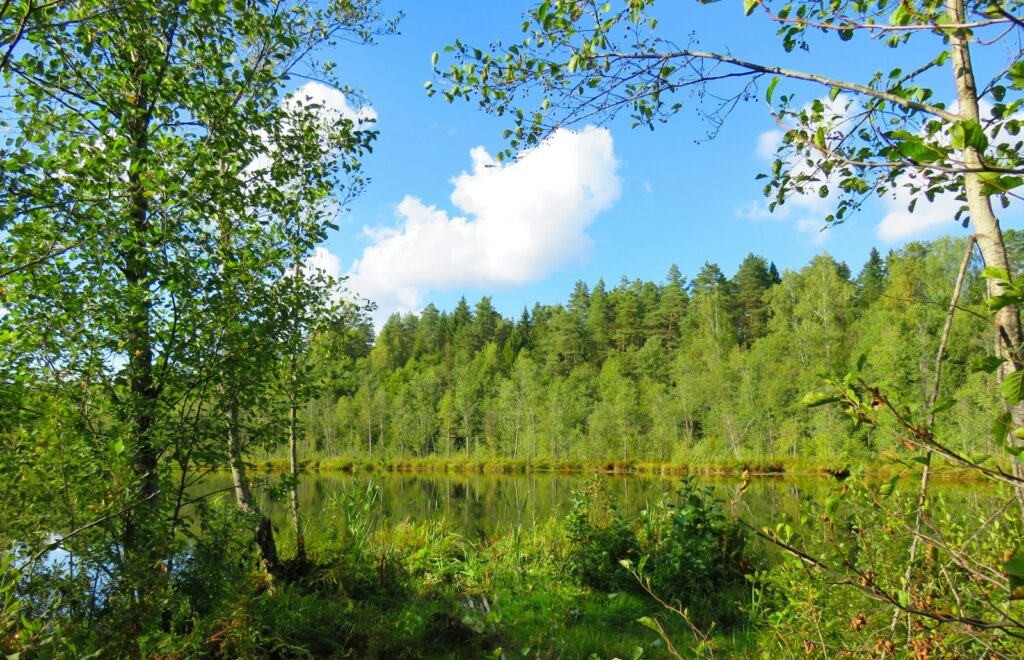 green trees beside calm water
