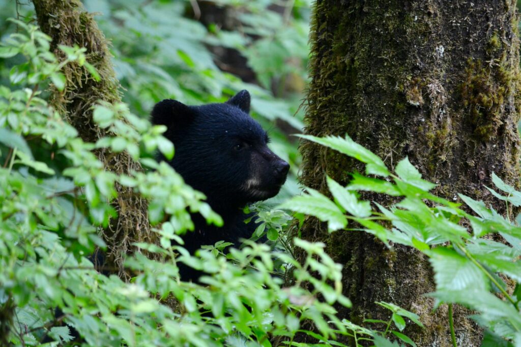 Black bear sitting on grass.