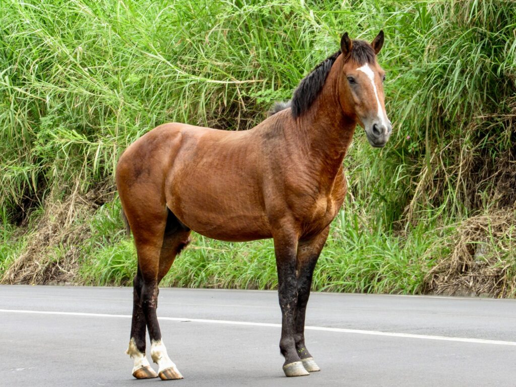 Brown horse on gray asphalt road during daytime.