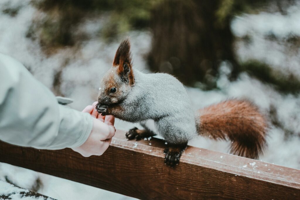 Gray squirrel on brown wooden fence during daytime.