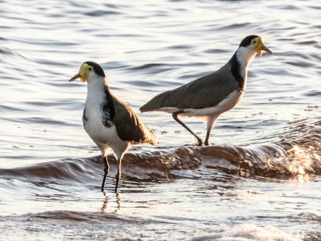 white and grey bird on water during daytime