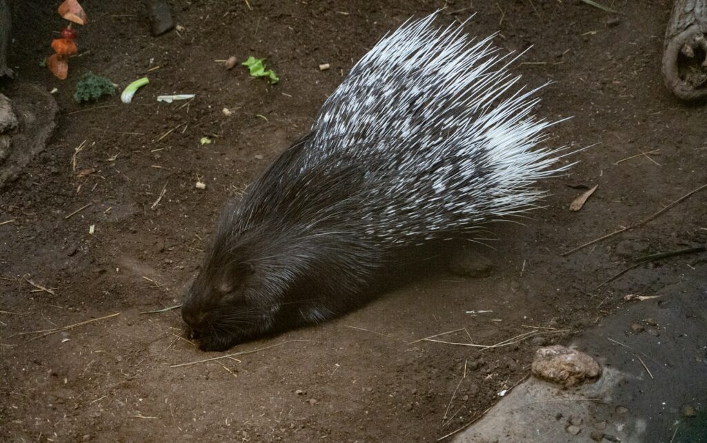 a porcupine walking on the ground in the dirt