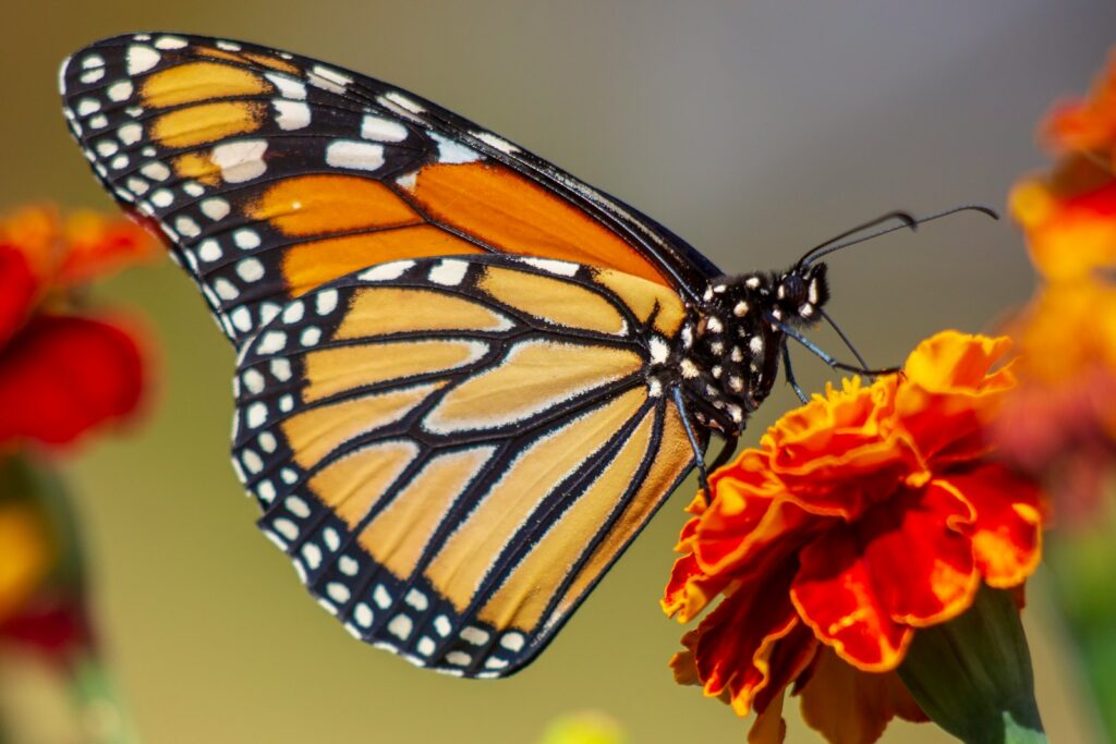 selective focus photography of butterfly on flower