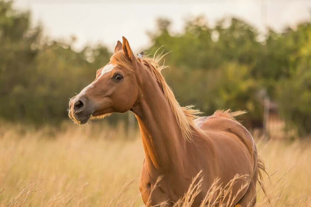 Brown horse standing near grass.