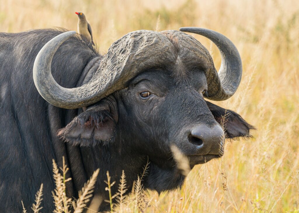 Water buffalo on wheat field.