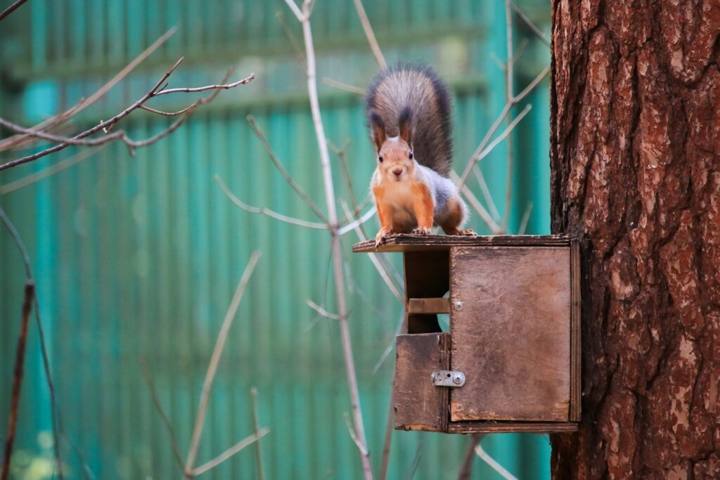 A squirrel sitting on top of a bird alarm.