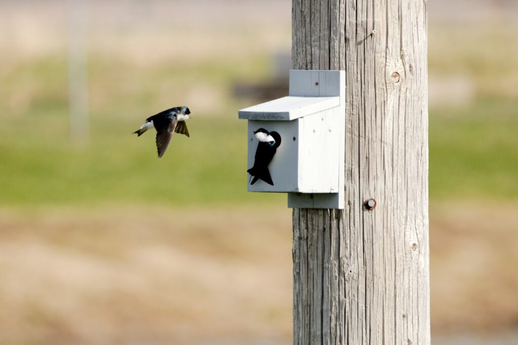 A bird is flying towards a bird house.