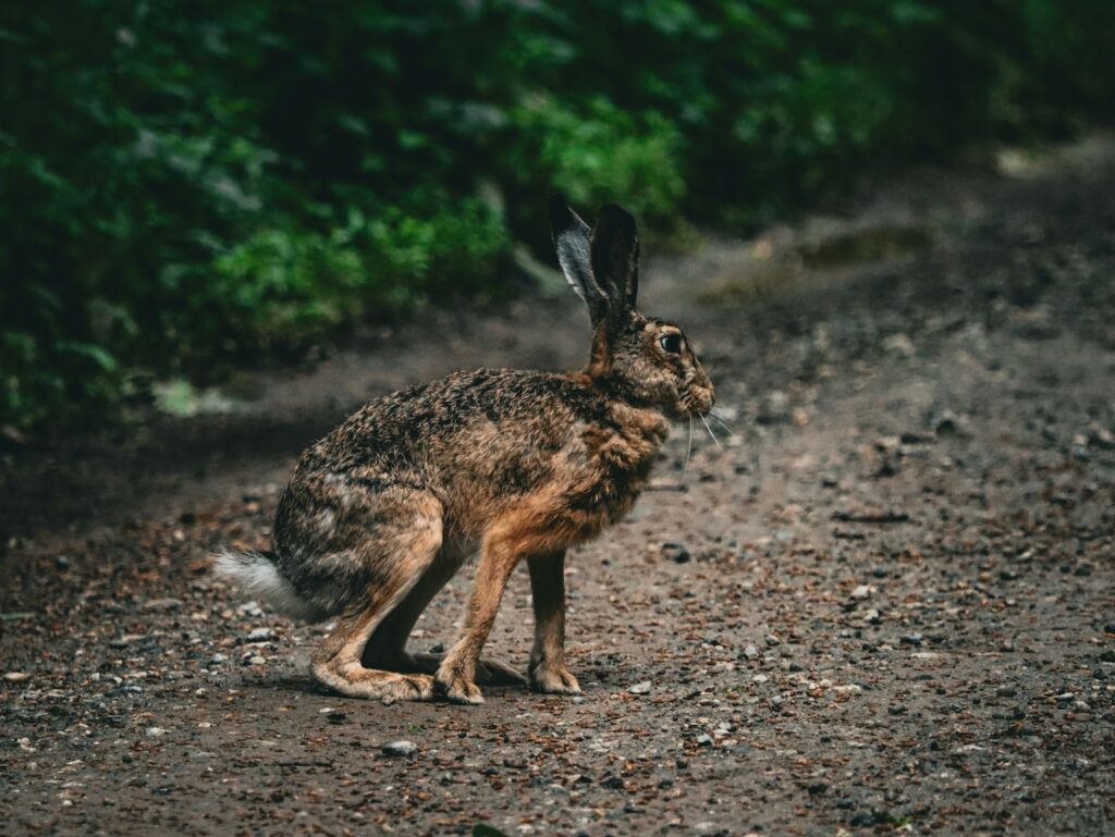 a brown rabbit standing on top of a dirt road