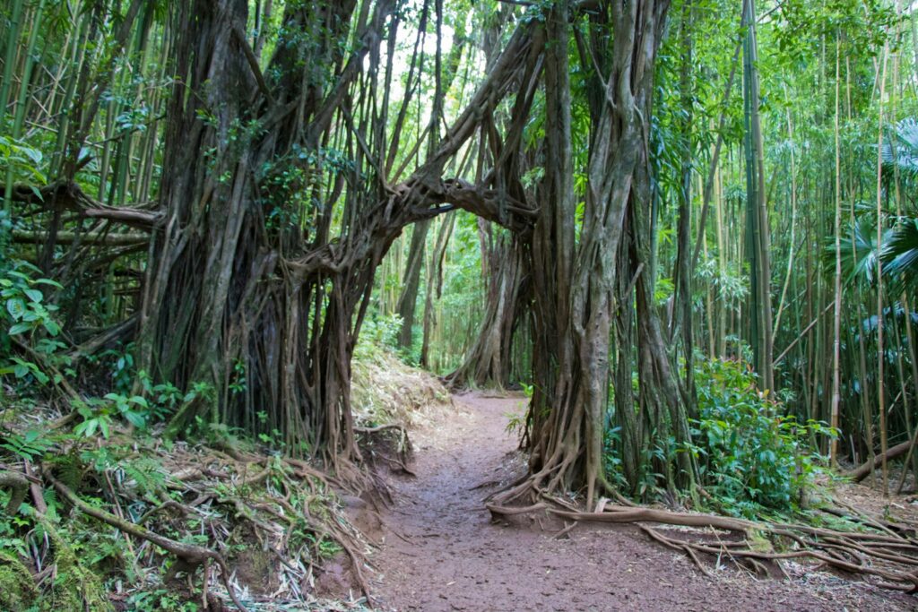 A path in the middle of a dense forest.
