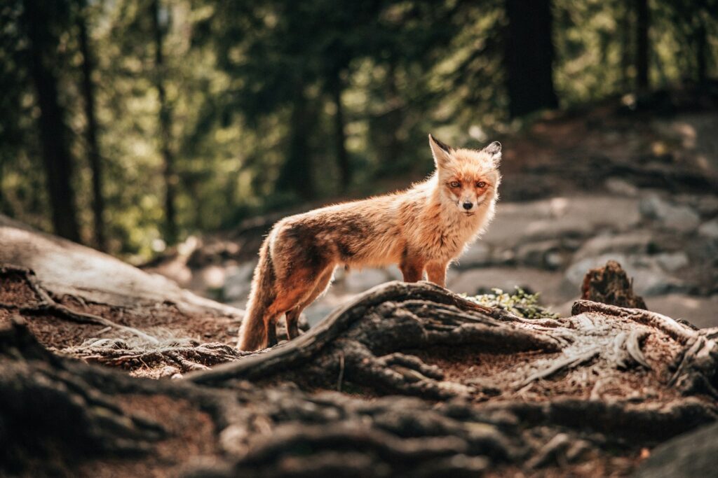 a red fox standing on top of a rocky hillside