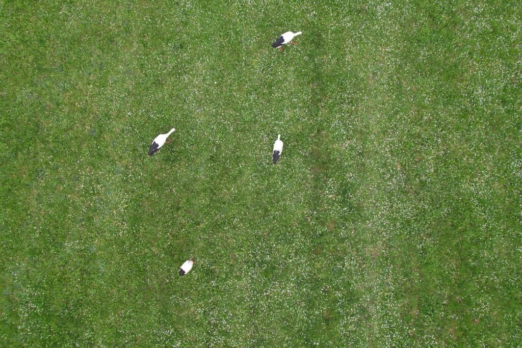 a group of birds standing on top of a lush green field