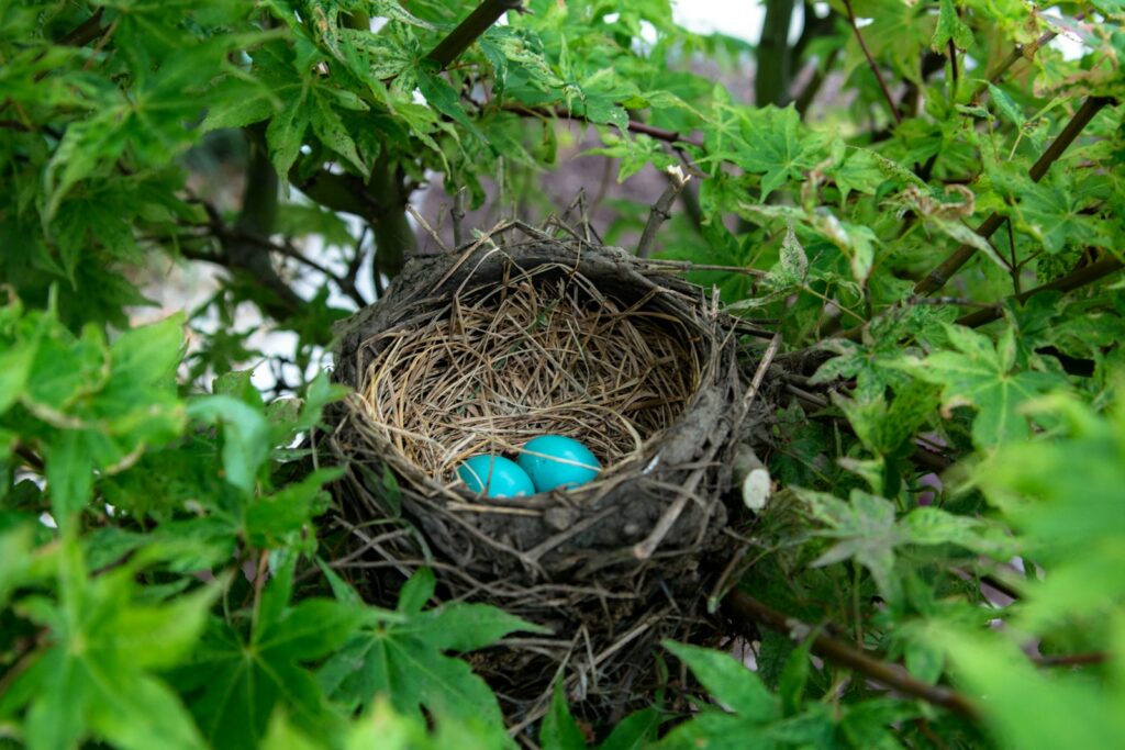 Two eggs in bird nest.
