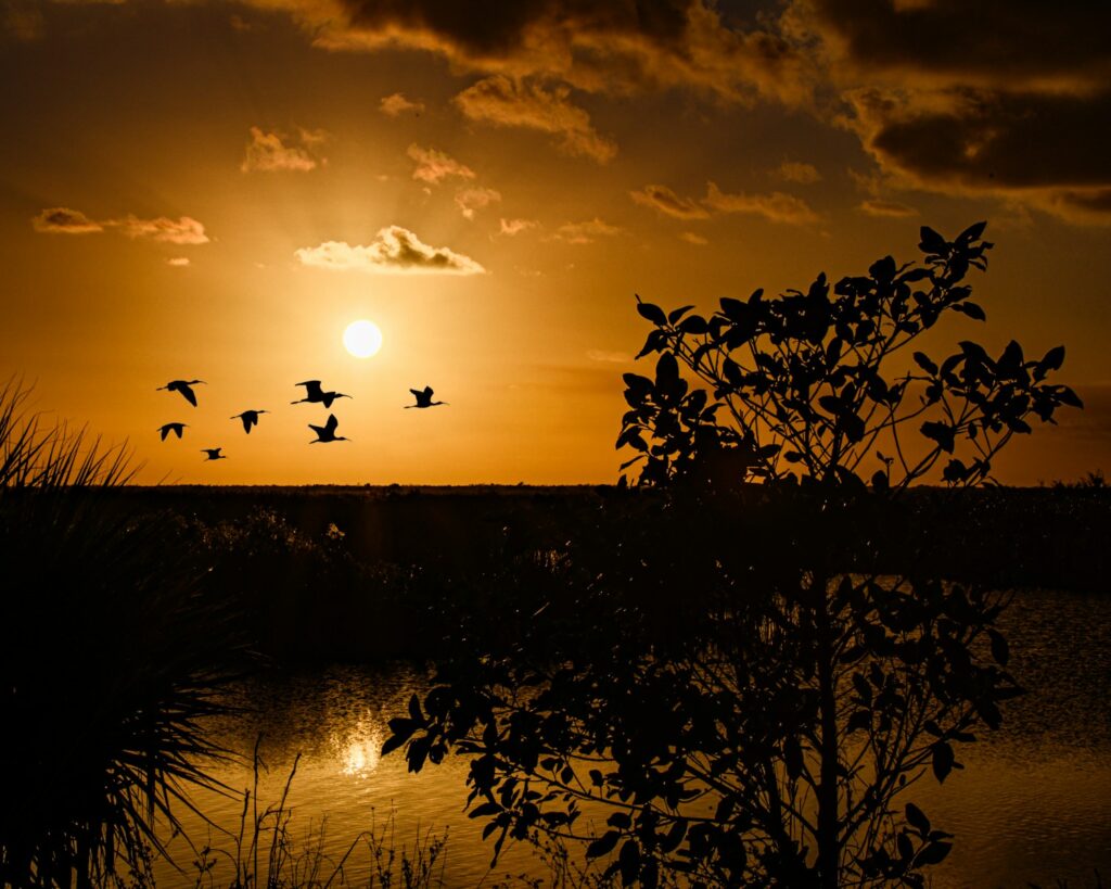 a flock of birds flying over a body of water