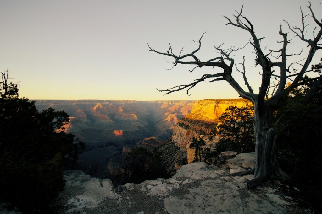 bare tree beside cliff