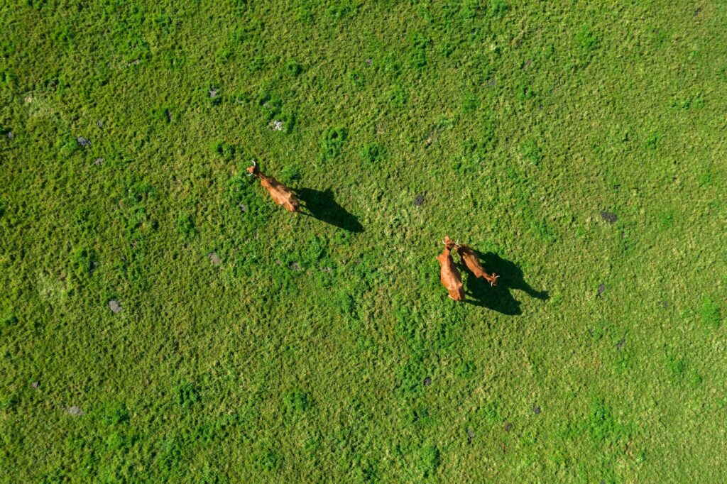 a couple of dogs running across a lush green field