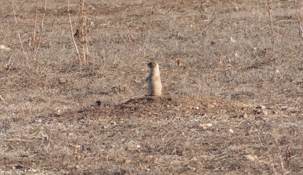A small animal standing on top of a dry grass field