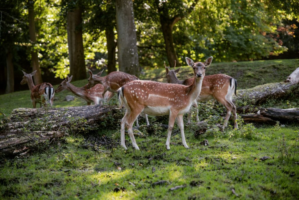 brown deer on green grass field during daytime
