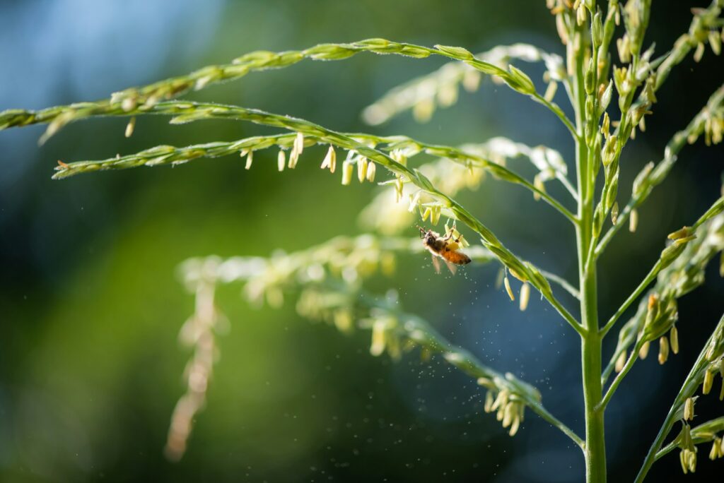 a close up of a plant with a bug on it