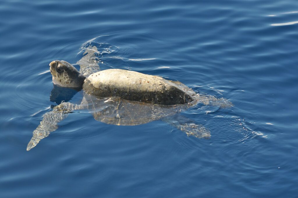Sea turtle in the water.