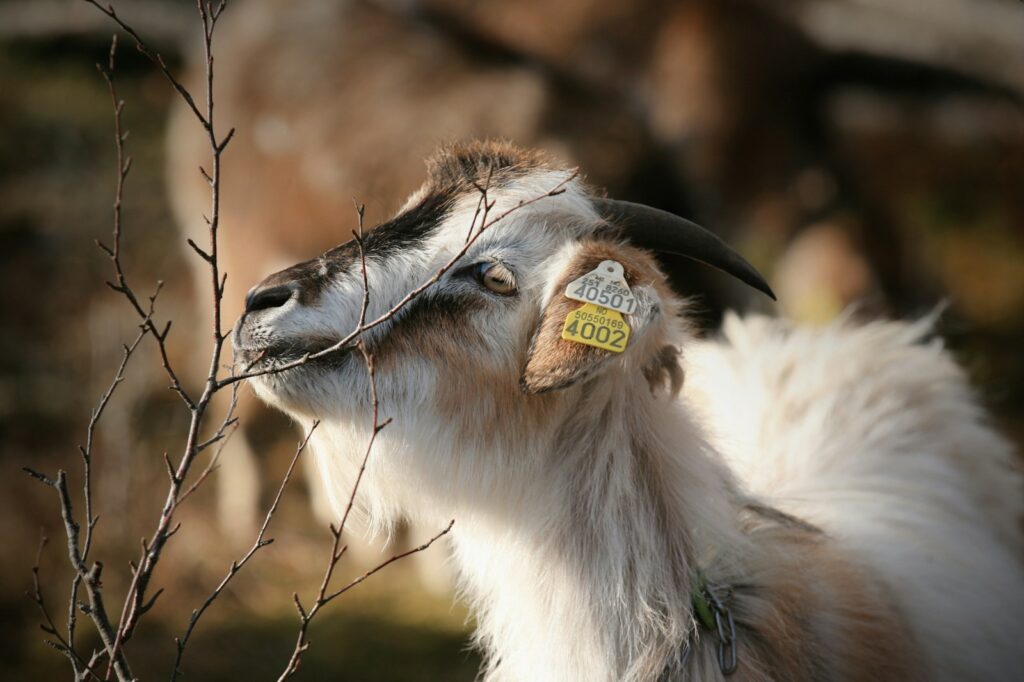 A goat munches on a twig.