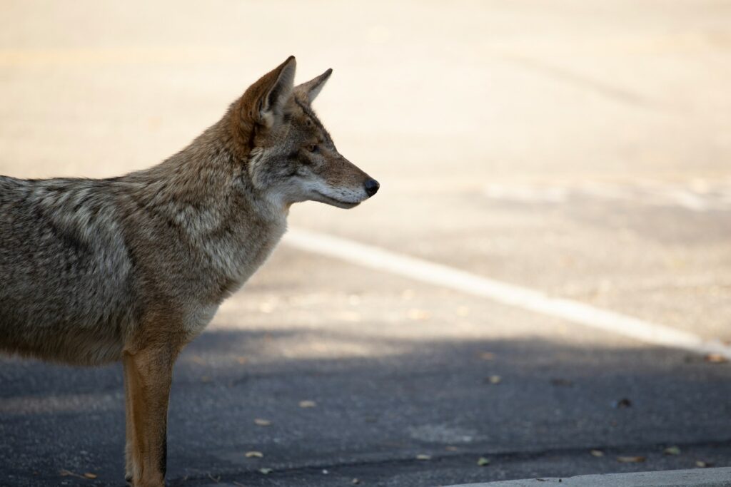 Brown wolf on gray ground during day.