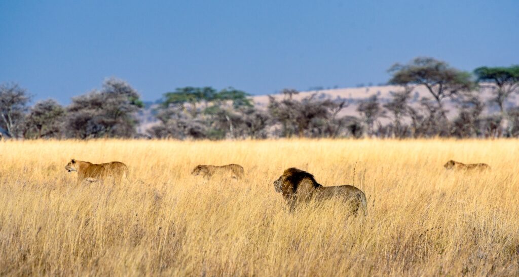 Herd of lion on field during daytime.