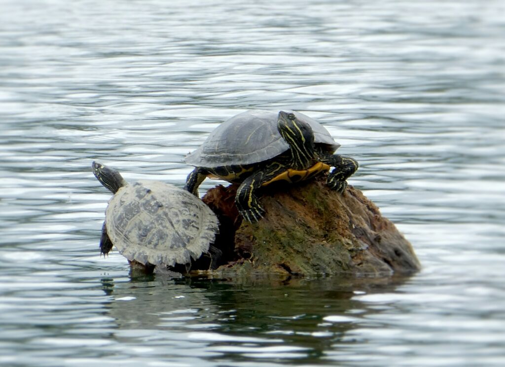 Three turtles are gathered on a partially submerged log.