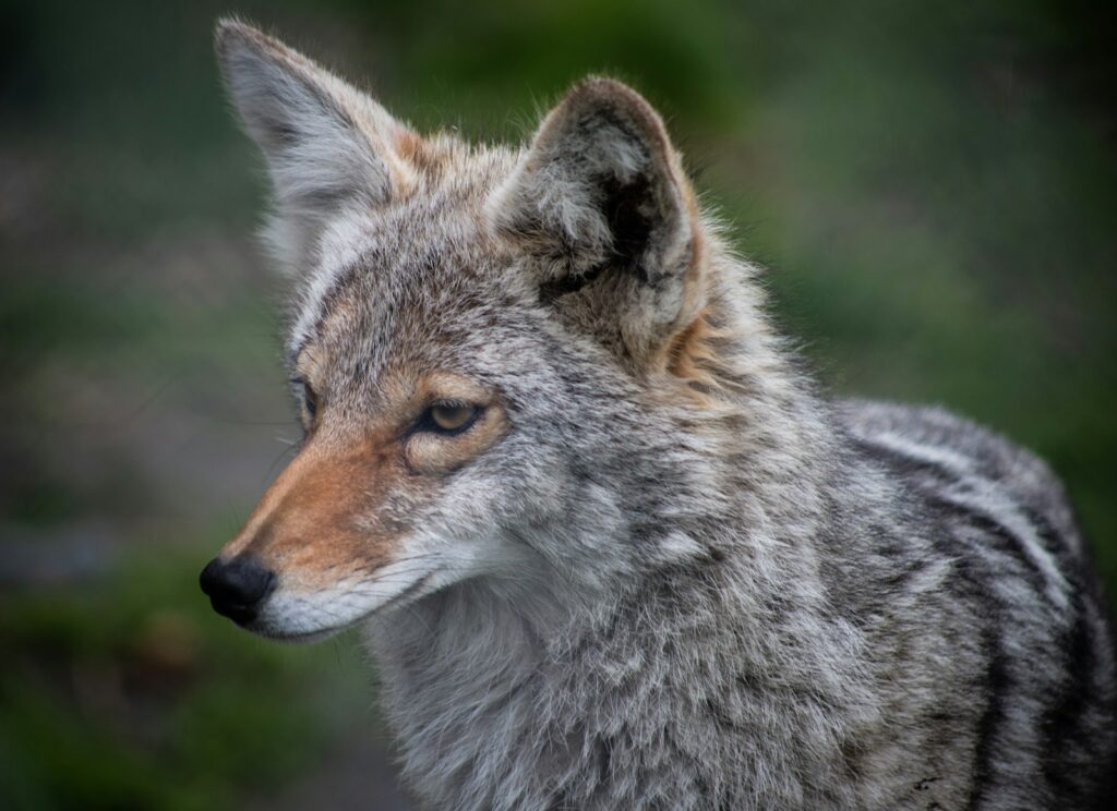 Grey and brown fox on green grass during daytime.