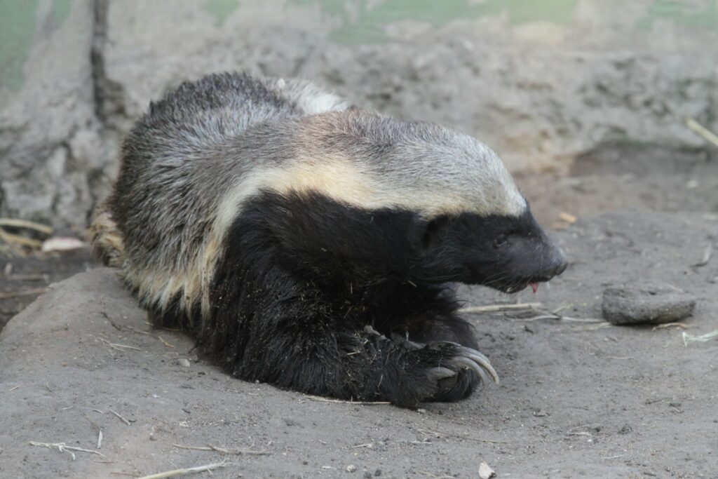 a large animal laying on top of a cement ground