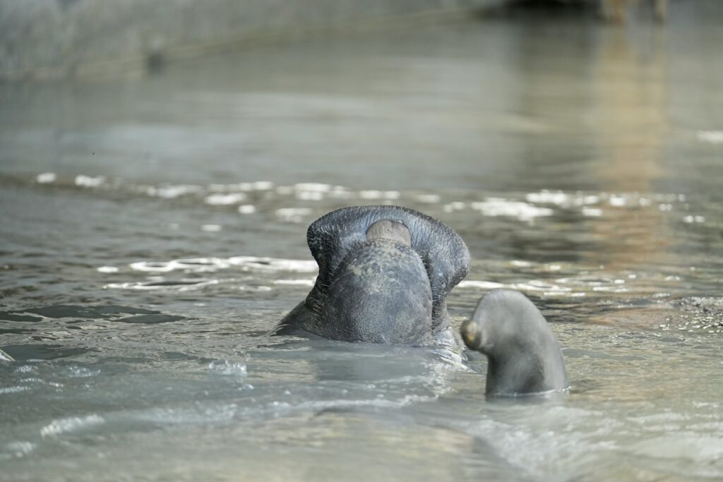 an elephant in a body of water with it's trunk in the water