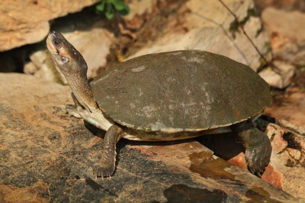 A turtle rests on a rock.