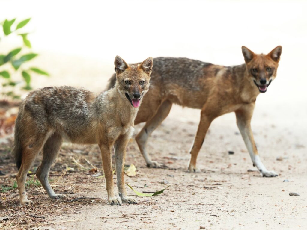 Two jackals are standing on a dirt path.