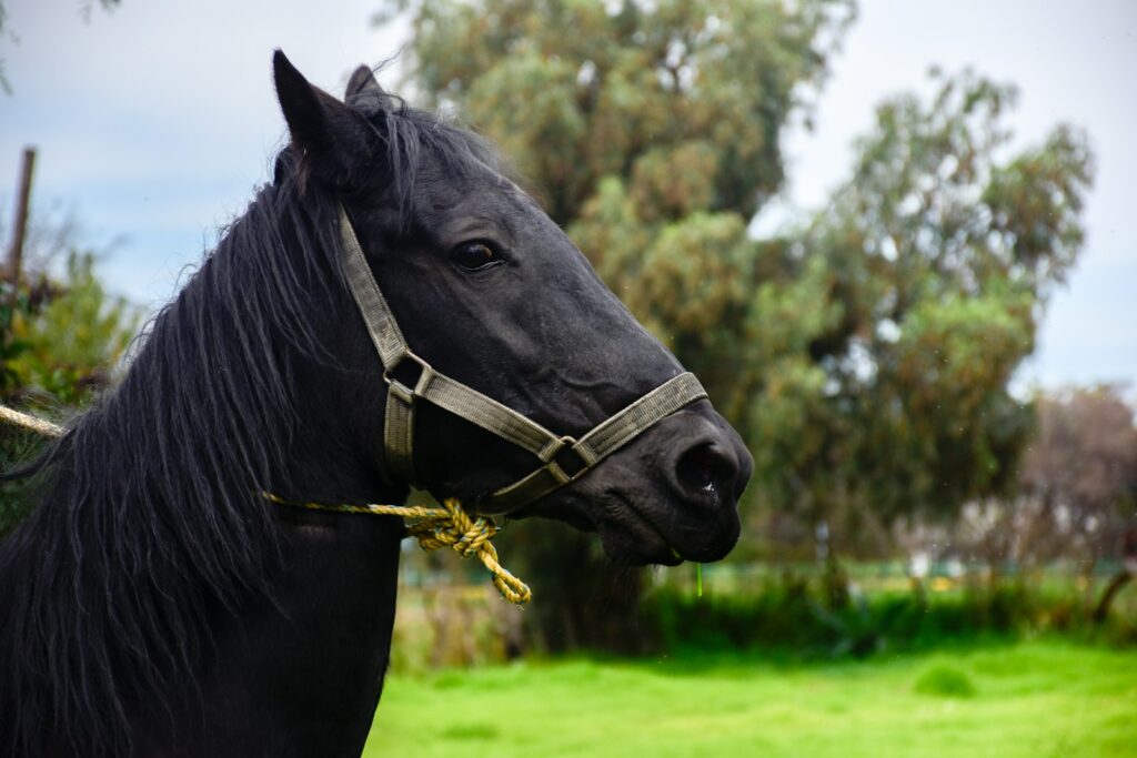 Black horse eating grass during daytime.